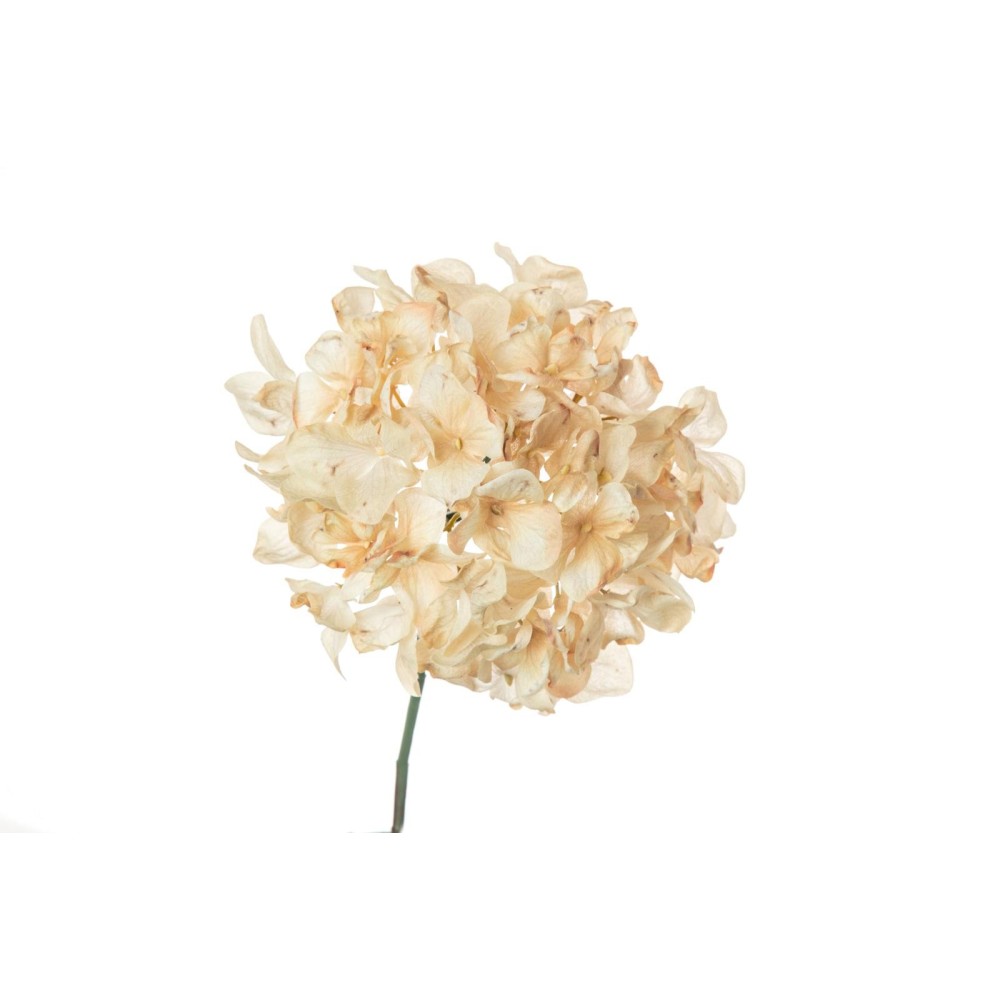 PICK ORTENSIA DRY CM.30 CREMA